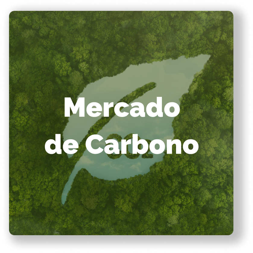 Mercado de Carbono