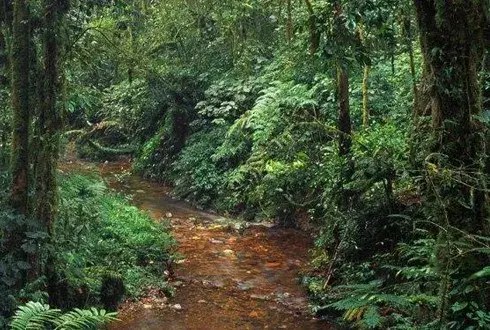 Imagem ilustrativa sobre o tema "Programa de Investimento Florestal (FIP):"