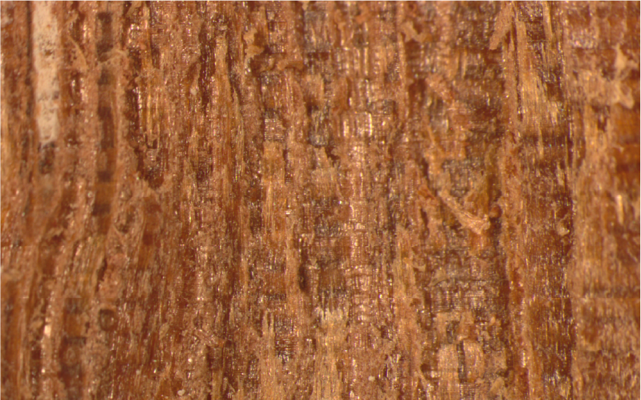 Foto de amostra da madeira cumaru-rosa