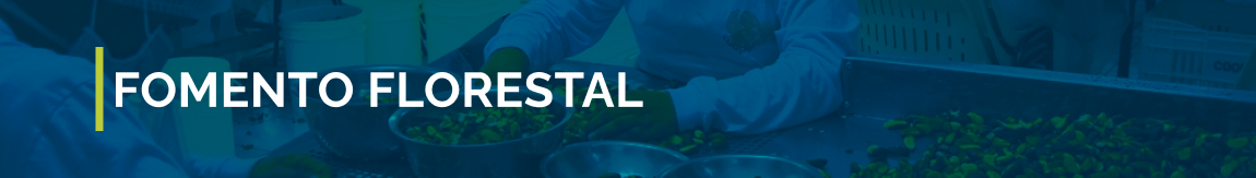 Banner azul com fundo fotográfico e o texto “Fomento Florestal” em letras brancas.