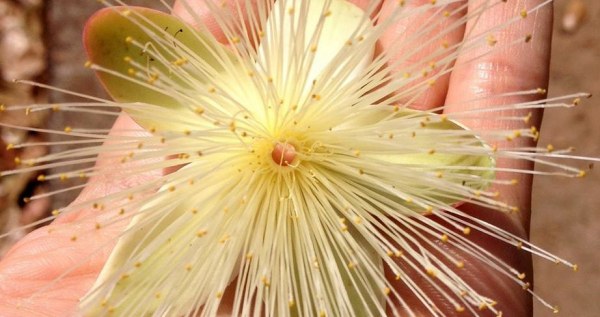 Capa_Inventario Florestal Nacional recebe R$ 60 milhoes para acoes no Cerrado.jpg