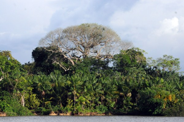 Capa_Novo Codigo Florestal completa tres anos.jpg