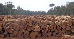 Capa_Concessao Florestal gera R$ 1,14 milhao para Rondonia.jpg