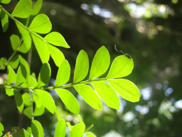 Capa_Premio da Biodiversidade prorroga inscricoes.jpg