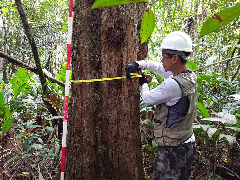 Capa_Amazonia Inventario Florestal Nacional tem início em Roraima.jpg