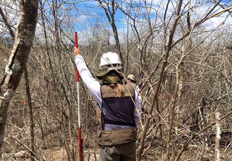 Capa_Inventario Florestal conclui levantamento no estado de Pernambuco.jpg