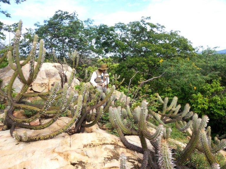 Capa_Levantamento analisa os recursos florestais do sertão pernambucano.jpg