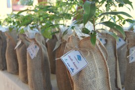 Foto: Serviço Florestal Brasileiro.