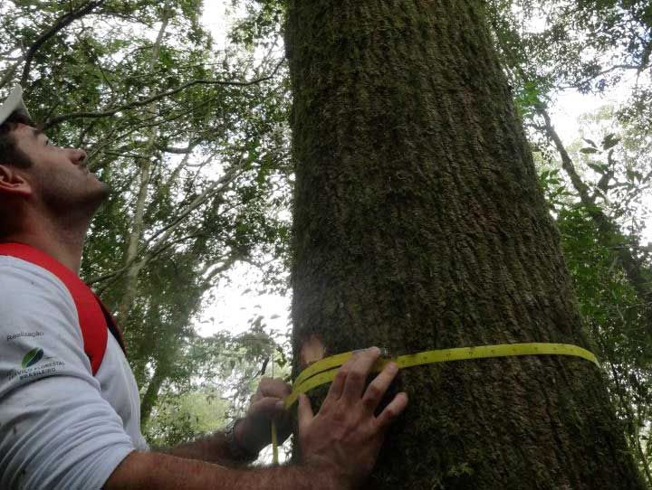 Capa_Servico Florestal seleciona empresa para inventario florestal na Amazonia.jpg