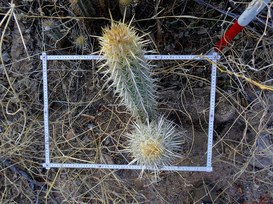 Foto: Serviço Florestal Brasileiro.