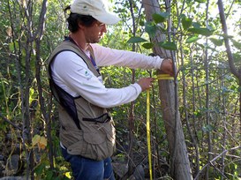 Foto: Serviço Florestal Brasileiro.