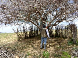 Foto: Serviço Florestal Brasileiro.