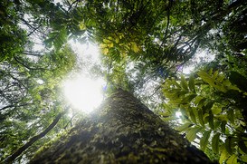 Foto: Serviço Florestal Brasileiro.
