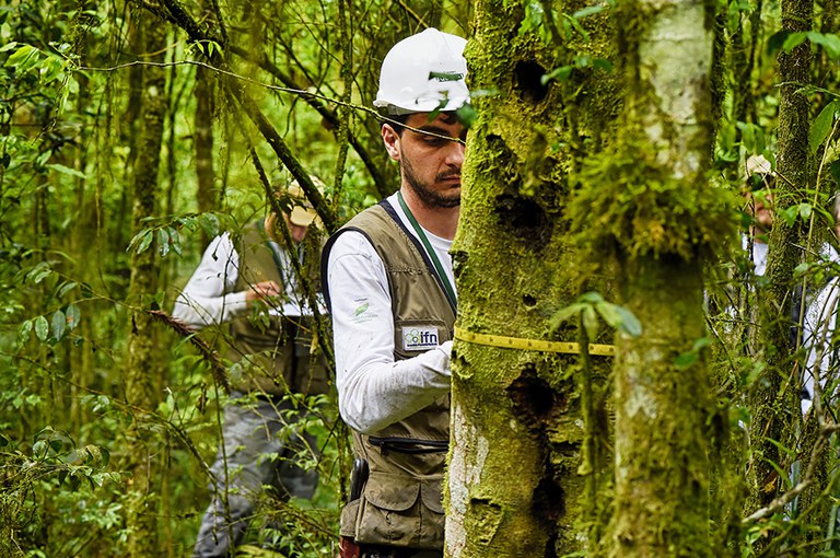 Capa_Levantamento revela diversidade florestal do Parana.jpg