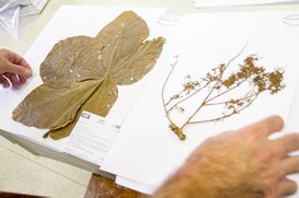 Foto: Serviço Florestal Brasileiro.