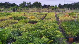 Foto: Serviço Florestal Brasileiro.