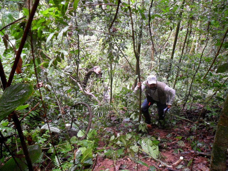 Capa_IFN Resultados preliminares do Inventario Florestal Nacional em Rondonia serao apresentados nesta quinta-feira.jpg