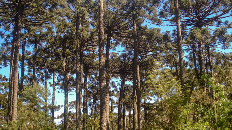 Capa_Maior congresso de pesquisa florestal do mundo devera reunir 3 mil pessoas em Curitiba.jpg