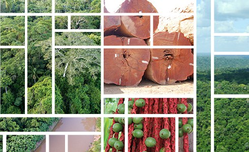 Capa_Servico Florestal abre consulta publica para realizar concessao na Flona de Humaita.jpg