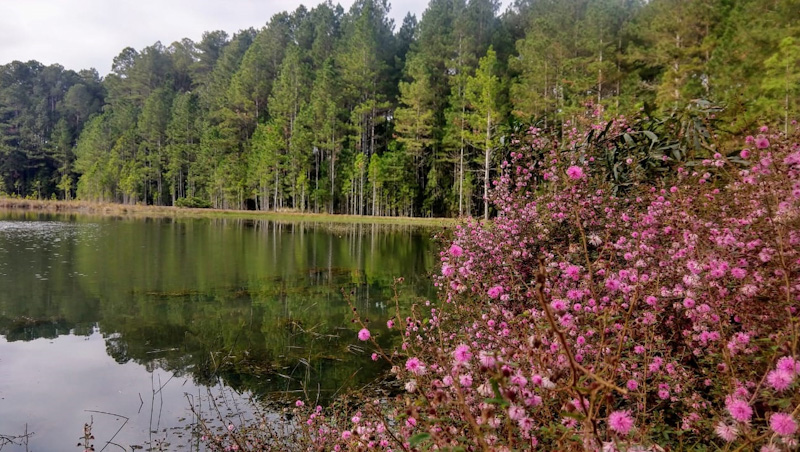 Capa_SFB lanca Procedimento de Manifestacao de Interesse para concessao na Flona Três Barras_SC.jpg