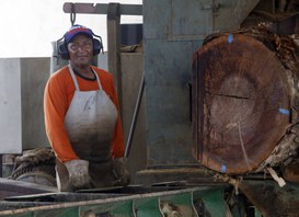 Foto: Serviço Florestal Brasileiro.