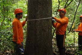 Foto: Serviço Florestal Brasileiro.