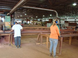 Foto: Serviço Florestal Brasileiro.