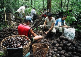 Foto: Serviço Florestal Brasileiro.