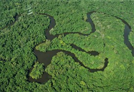 Foto: Serviço Florestal Brasileiro.