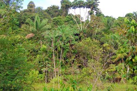 Foto: Serviço Florestal Brasileiro.