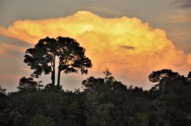 Foto: Serviço Florestal Brasileiro.