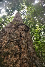 Foto: Serviço Florestal Brasileiro.