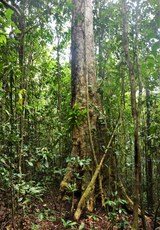 Foto: Serviço Florestal Brasileiro.
