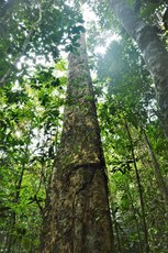 Foto: Serviço Florestal Brasileiro.