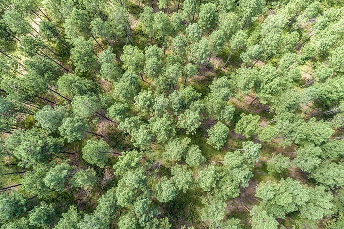 Capa_MP do Agro foi sancionada e beneficia o setor florestal.jpg