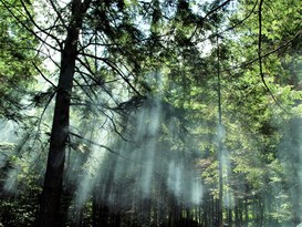 Foto: Serviço Florestal Brasileiro.