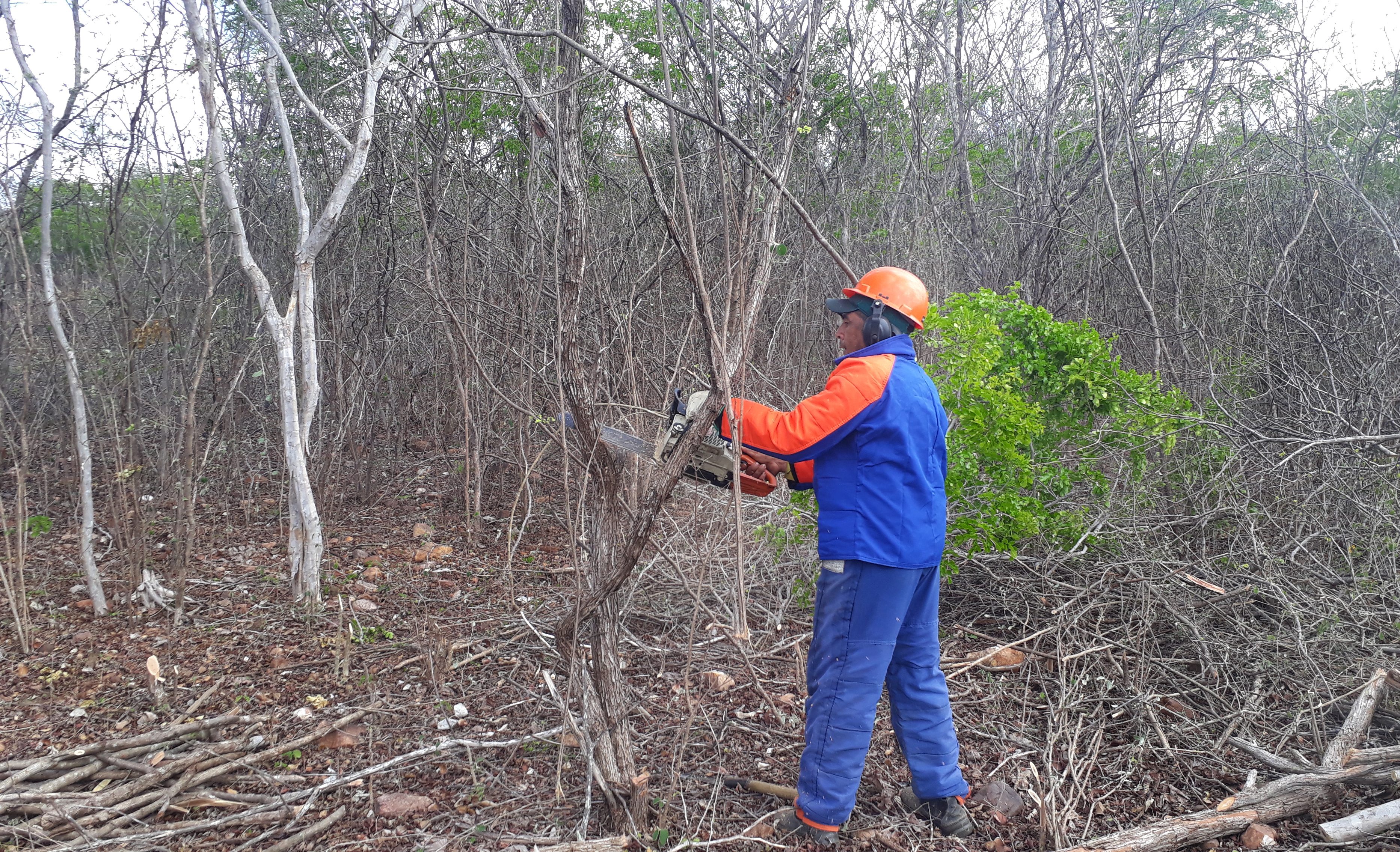 Capa_Mercado de lenha no Nordeste movimenta R$ 2 bilhoes por ano.jpg