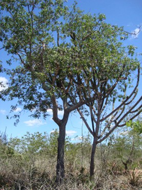 Foto: Serviço Florestal Brasileiro.