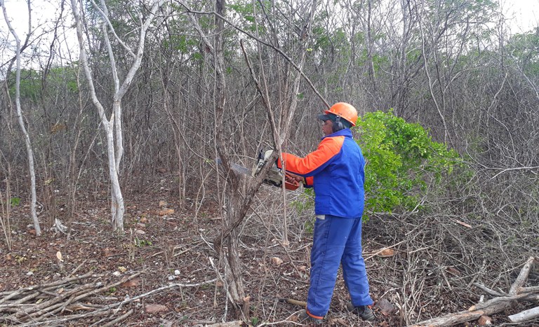 Capa_Mercado de lenha no Nordeste movimenta R$ 2 bilhoes por ano.jpg