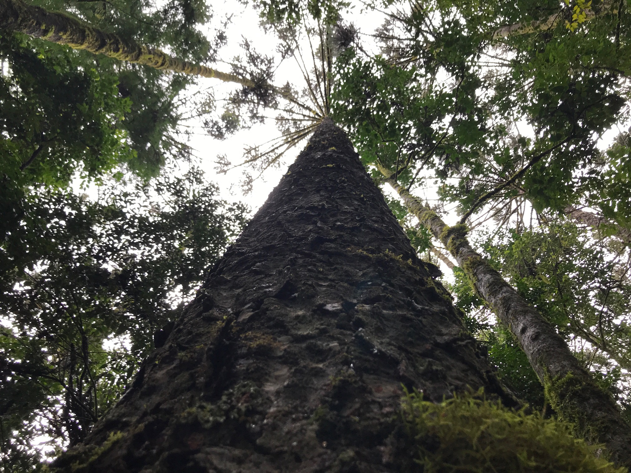 Capa_2022_02_11_Com apoio do BNDES, SFB inicia consulta publica sobre concessoes de florestas na Regiao Sul.jpg