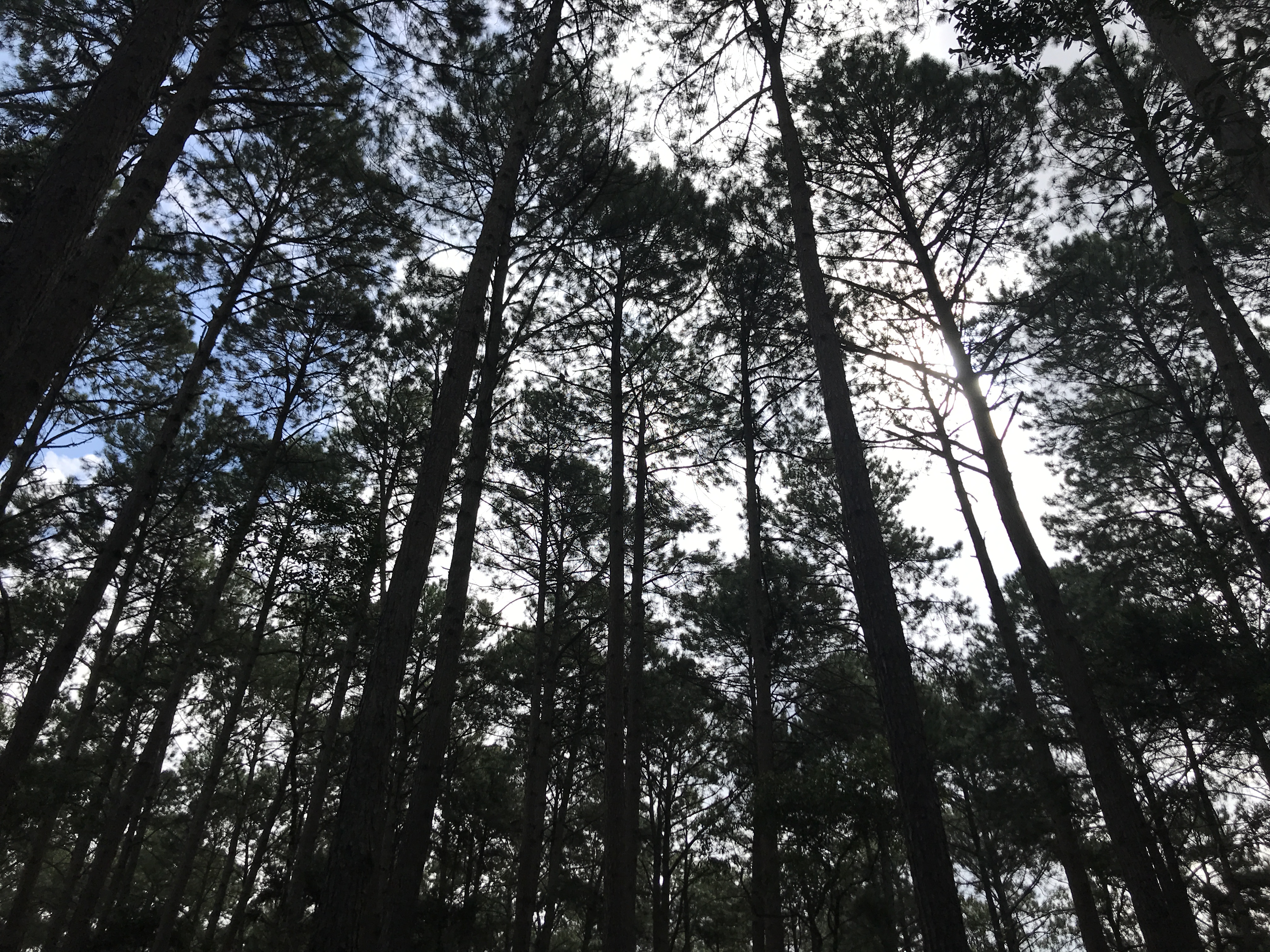 Capa_2022_02_18_SFB realiza audiencias públicas de proposta de edital de concessao de florestas na Regiao Sul.jpg