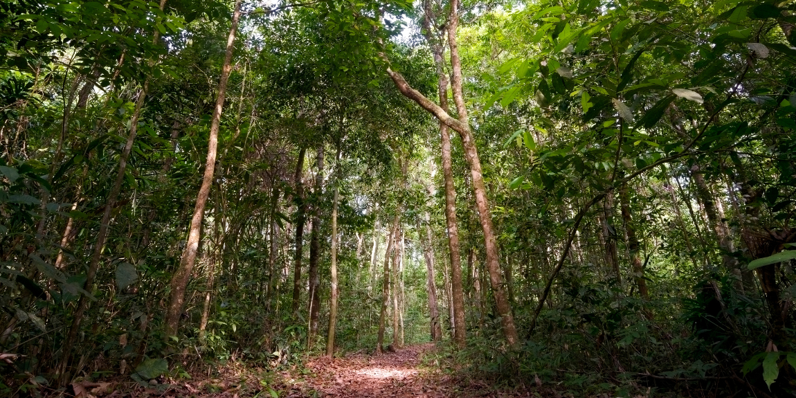 11.03 - foto_floresta_amazônica.png