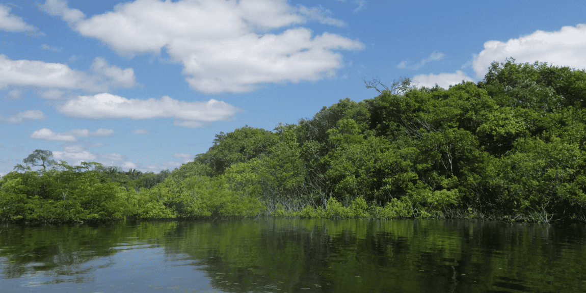 Fotografia em enquadramento horizontal, ao nível da água. Em primeiro plano, um rio de superfície calma apresenta reflexo em tons de verde e azul. Ao fundo, uma faixa contínua de vegetação densa em diferentes tons de verde ocupa a margem direita e central da imagem, com árvores altas e copa fechada.  Na parte superior, o céu azul aparece com nuvens brancas espalhadas. A iluminação é natural e uniforme, indicando período diurno. Não há presença de pessoas ou construções.