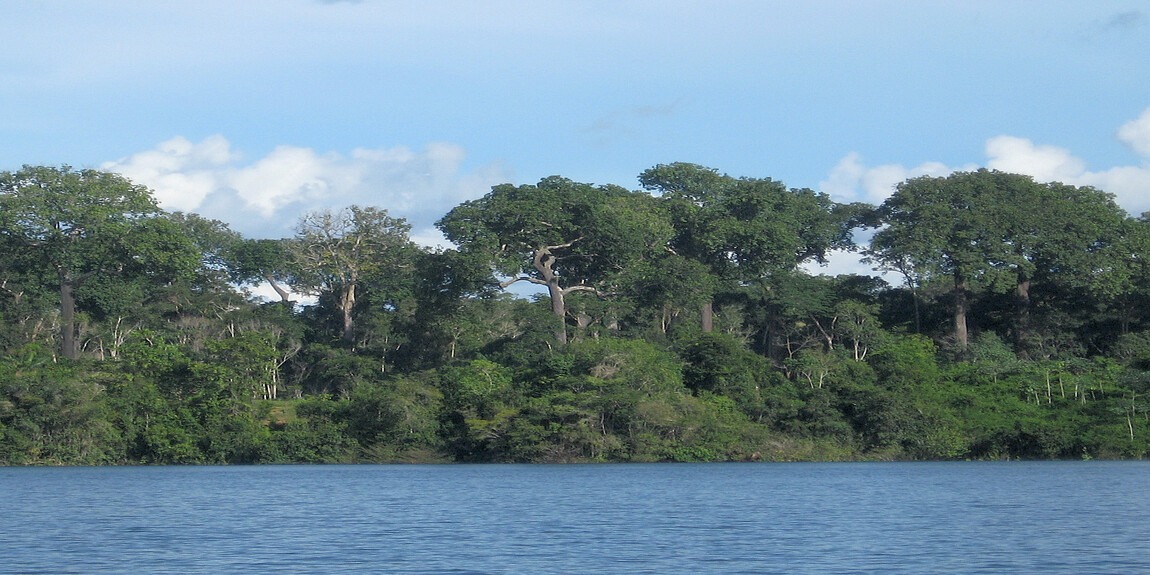Fotografia da Floresta Nacional de Saracá-Taquera vista da margem de rio. Em primeiro plano, água azul-acinzentada com superfície calma. Ao fundo, densa vegetação de floresta amazônica com árvores de grande porte, troncos claros e copas amplas. A cobertura florestal apresenta múltiplos estratos: dossel superior com árvores emergentes, vegetação intermediária densa e sub-bosque. Céu azul claro com nuvens brancas dispersas. A composição evidencia a integridade e biodiversidade da unidade de manejo florestal.