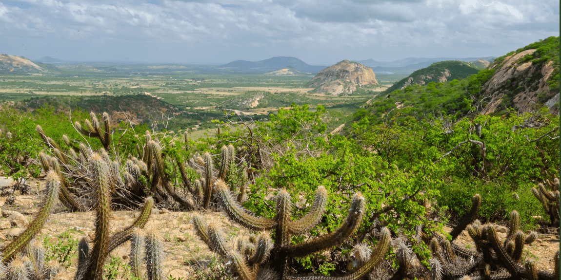 Paisagem de caatinga com cactos em primeiro plano, vegetação verde e formações rochosas ao fundo, sob um céu parcialmente nublado.