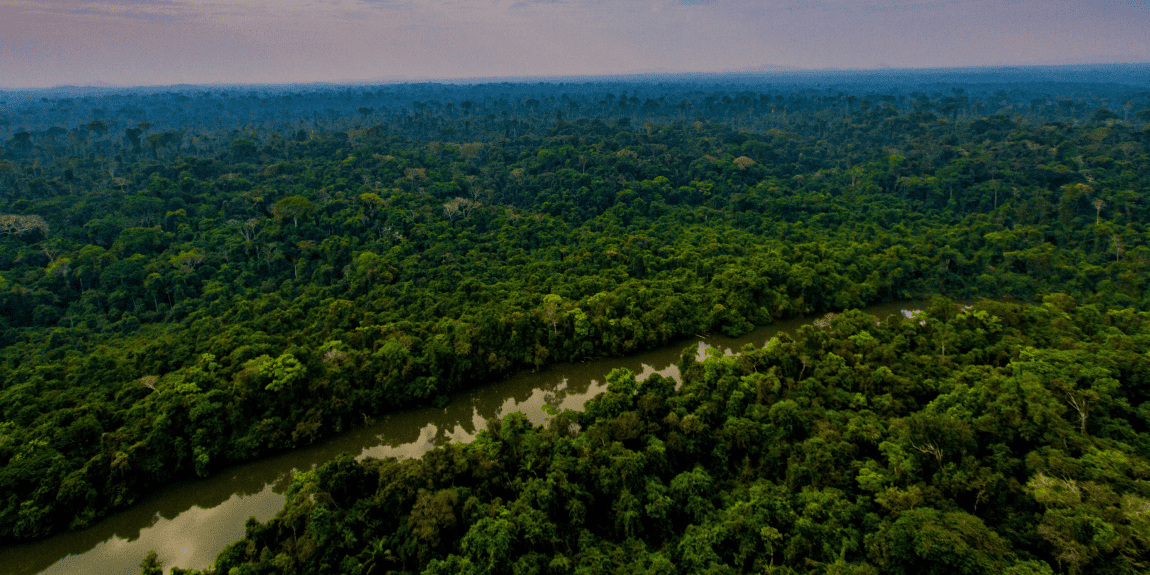 Floresta Amazônica exuberante, com árvores altas, vegetação densa e tons intensos de verde.