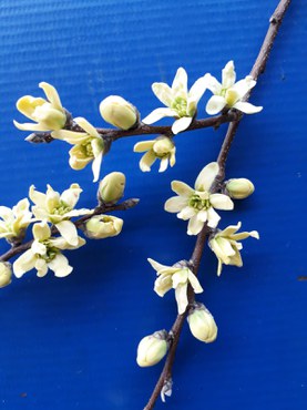 Amostra botânica de Oxandra cerradensis