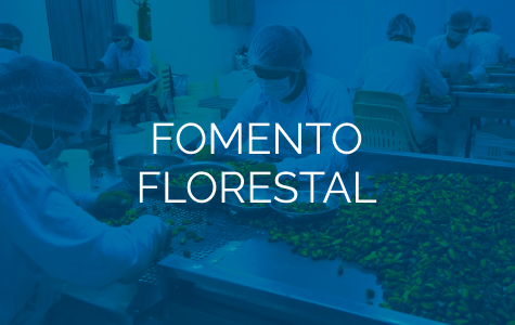 FOMENTO 2.png
