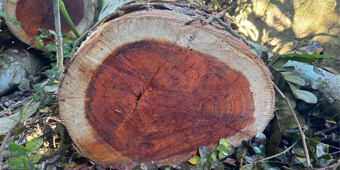 O método diferencia morfotipos e linhagens da madeira pau-brasil e pode ser uma ferramenta para auxiliar no combate ao comércio ilegal