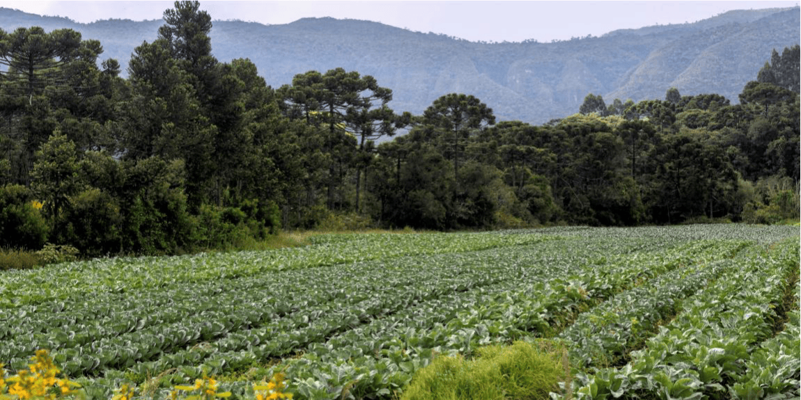 SFB lança nova versão do Painel da Regularização Ambiental Rural